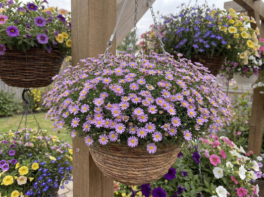 Surdaisy Mauve Swan River Daisy