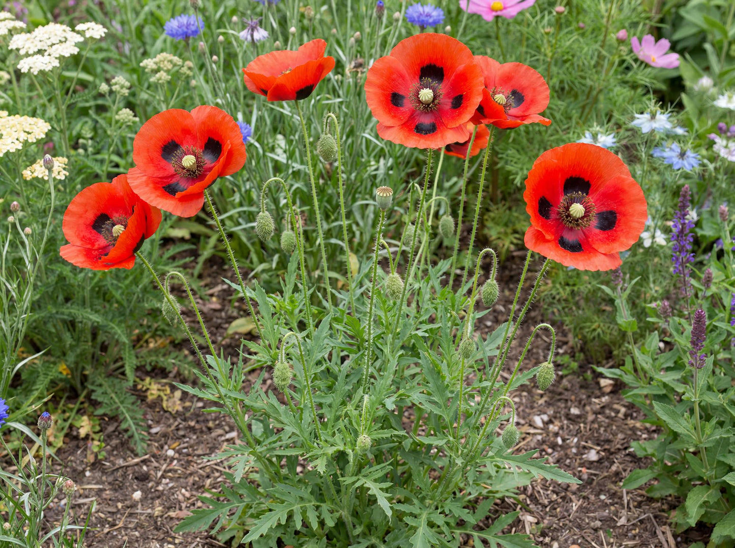 Ladybird Poppy