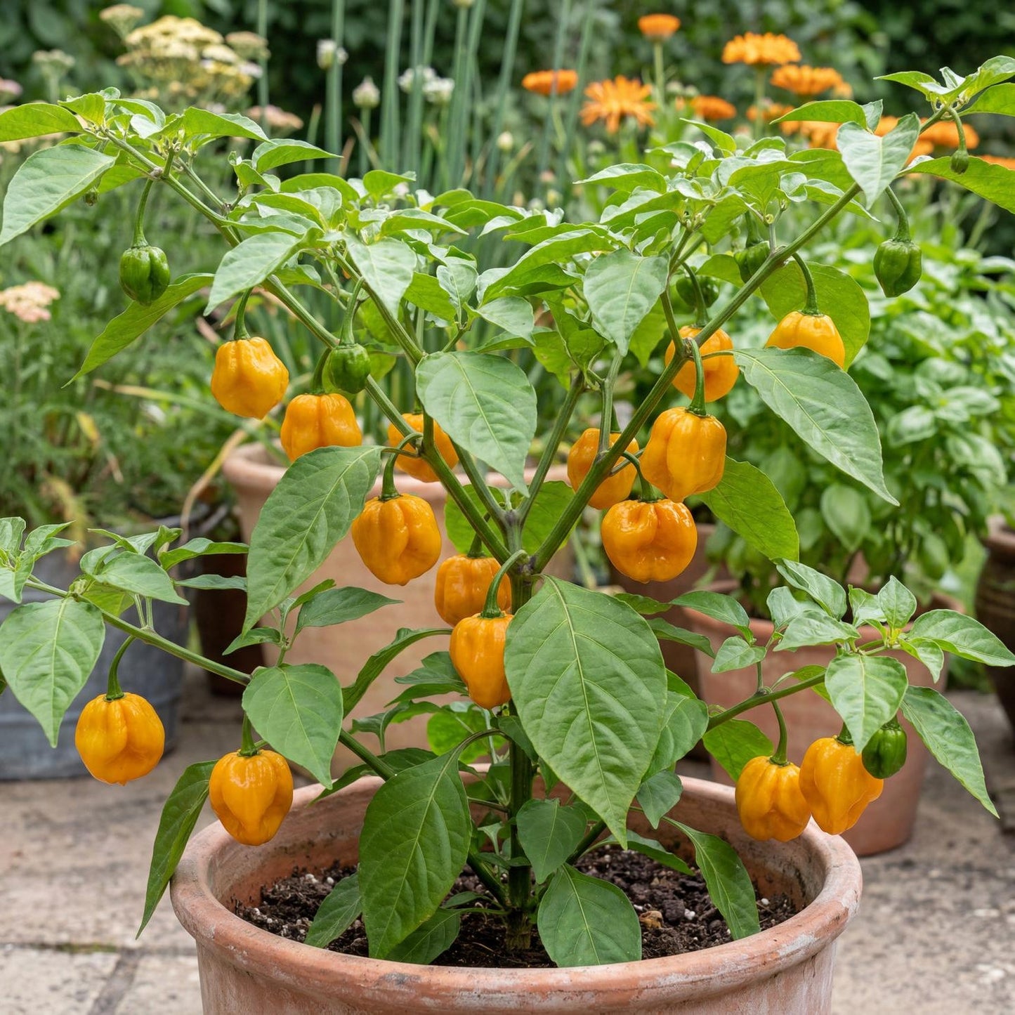 Habanero Pepper