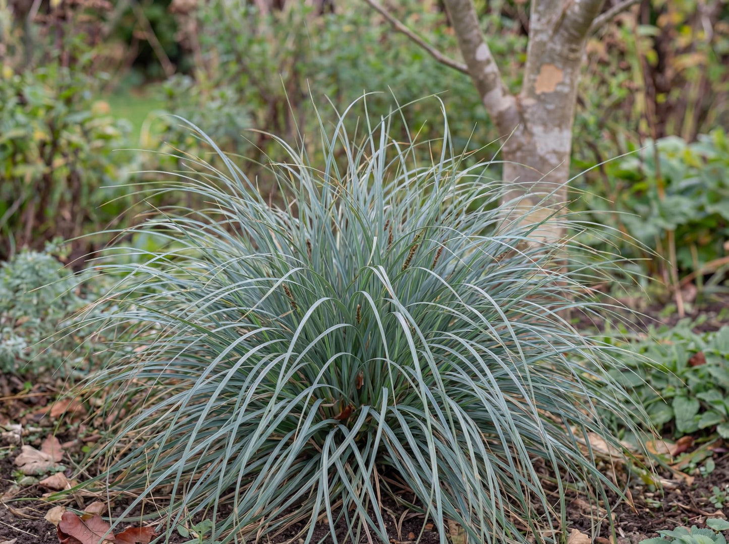 Flacca Carex