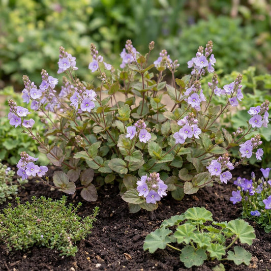 Waterperry Blue Speedwell