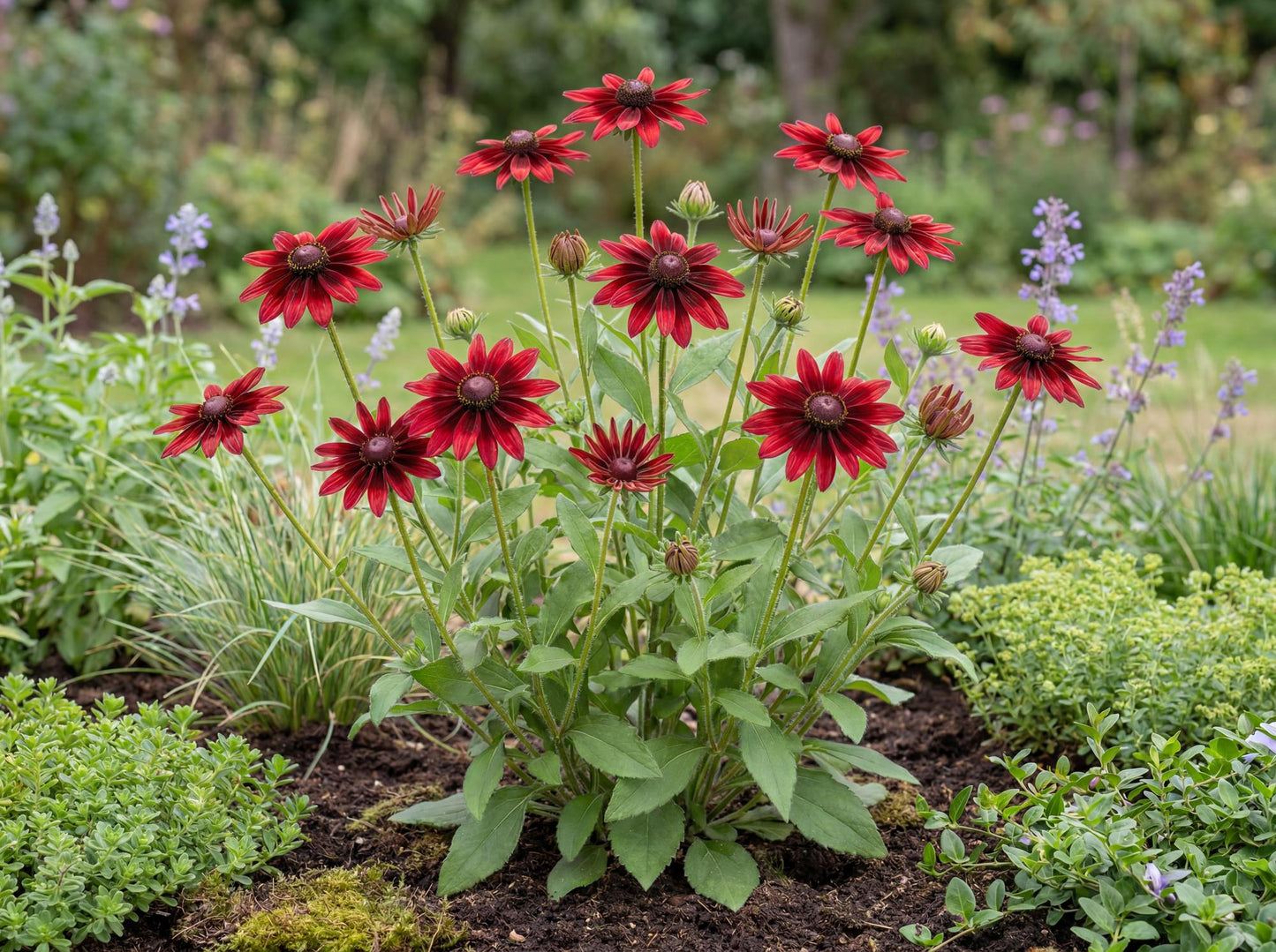Cherry Brandy Rudbeckia