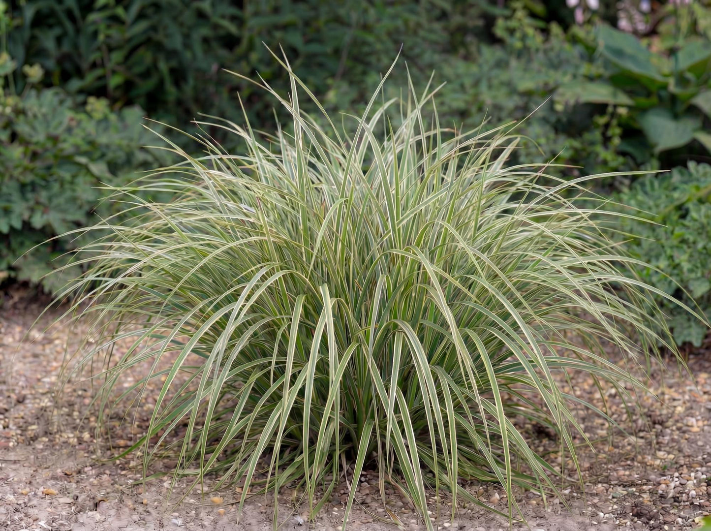 Feather Falls Carex