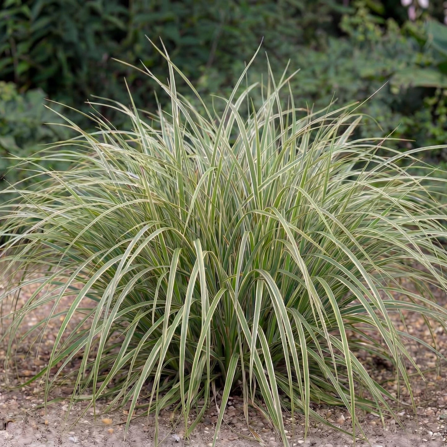 Feather Falls Carex