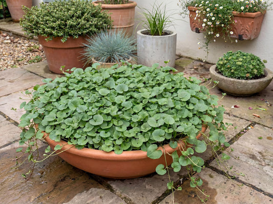 California Ponysfoot Dichondra