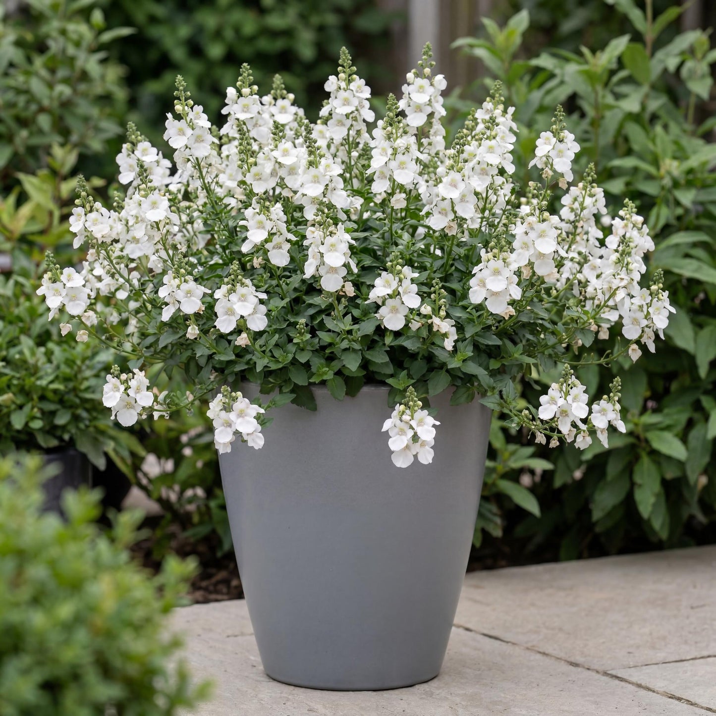 Breezee Plus White Diascia