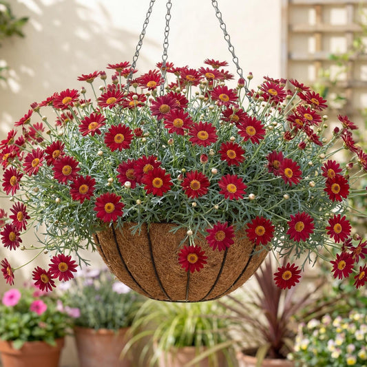 Aramis Red Marguerite Daisy