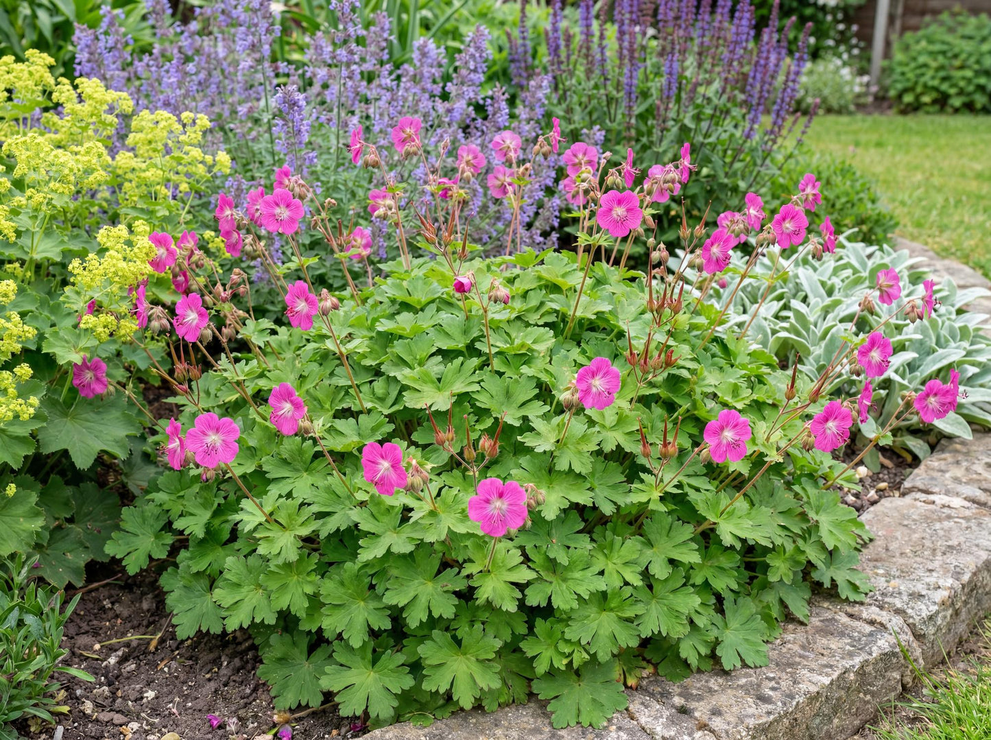Crystal Rose Hardy Geranium