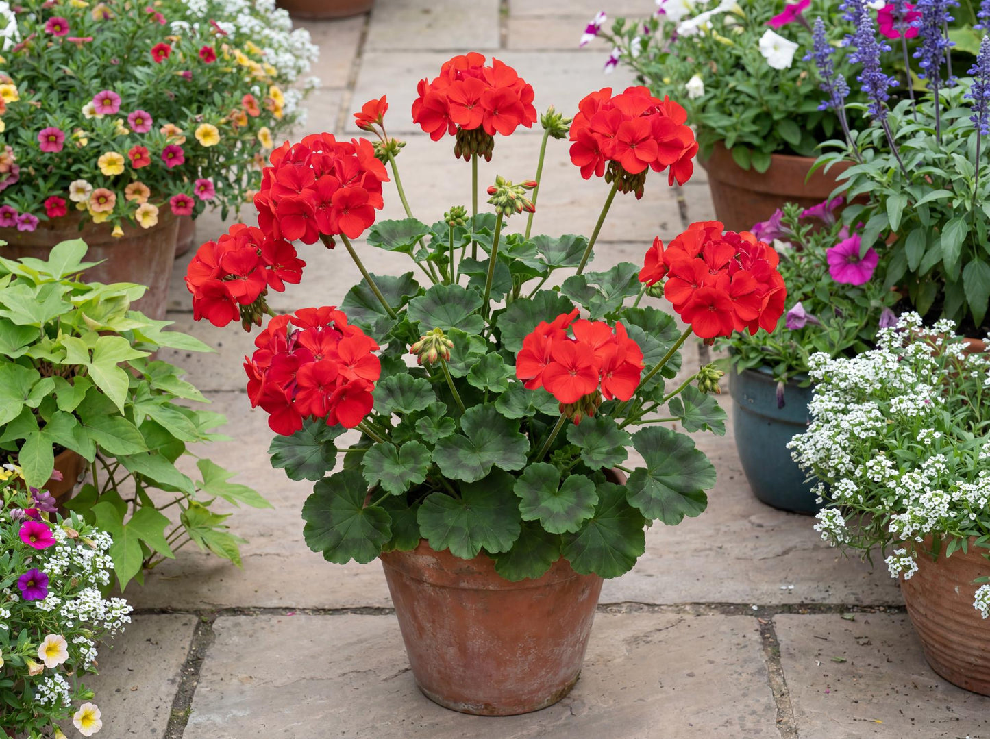 Patriot Bright Red Zonal Geranium