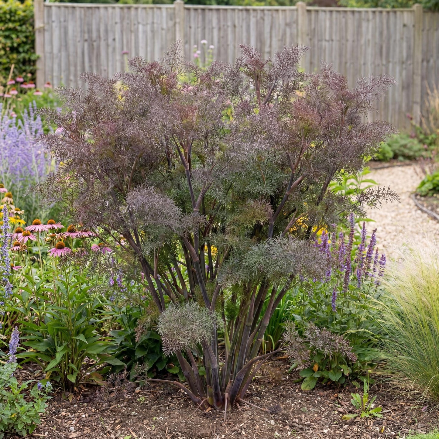 Bronze Fennel