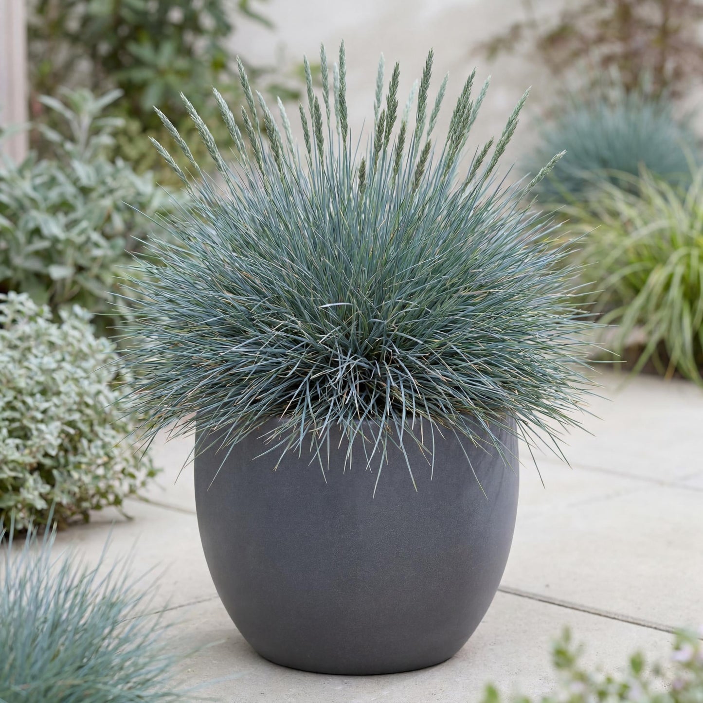 Beyond Blue Blue Fescue