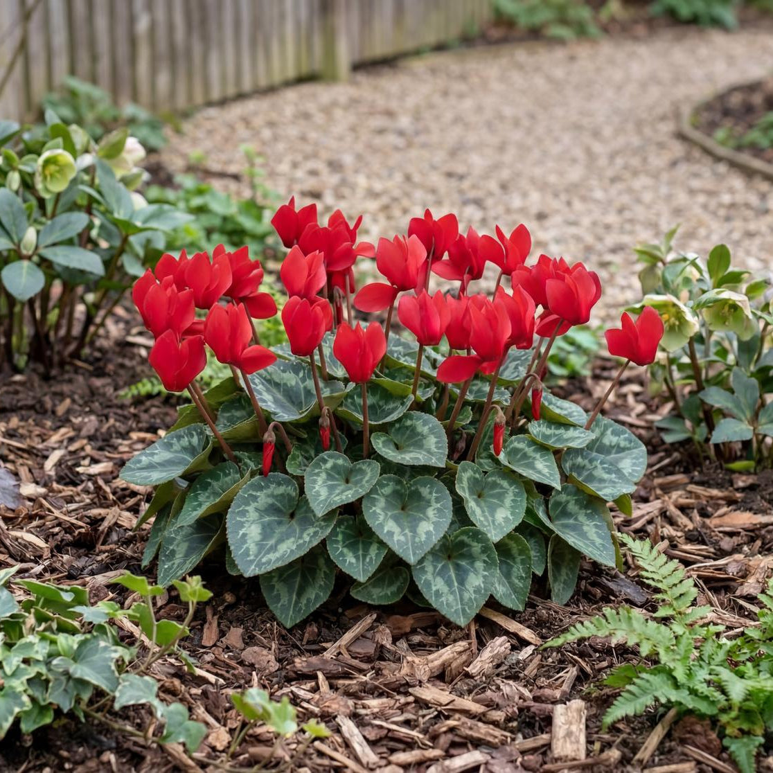 Scarlet Winfall Cyclamen