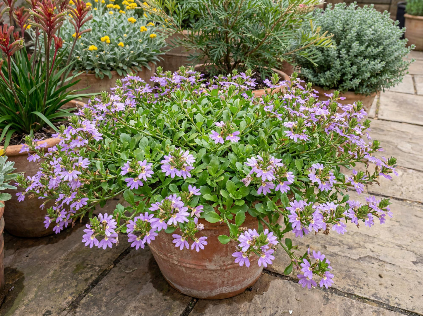 Mauve Clusters Fan Flower