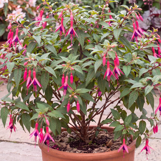 Del Campo Glazion Fuchsia
