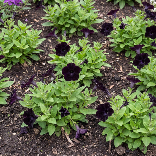 Black Ray Petunia
