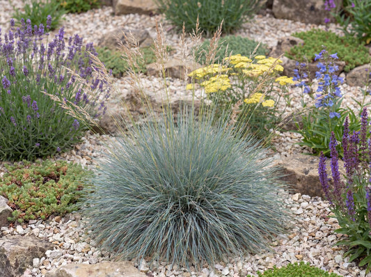 Siskiyou Blue Idaho Fescue