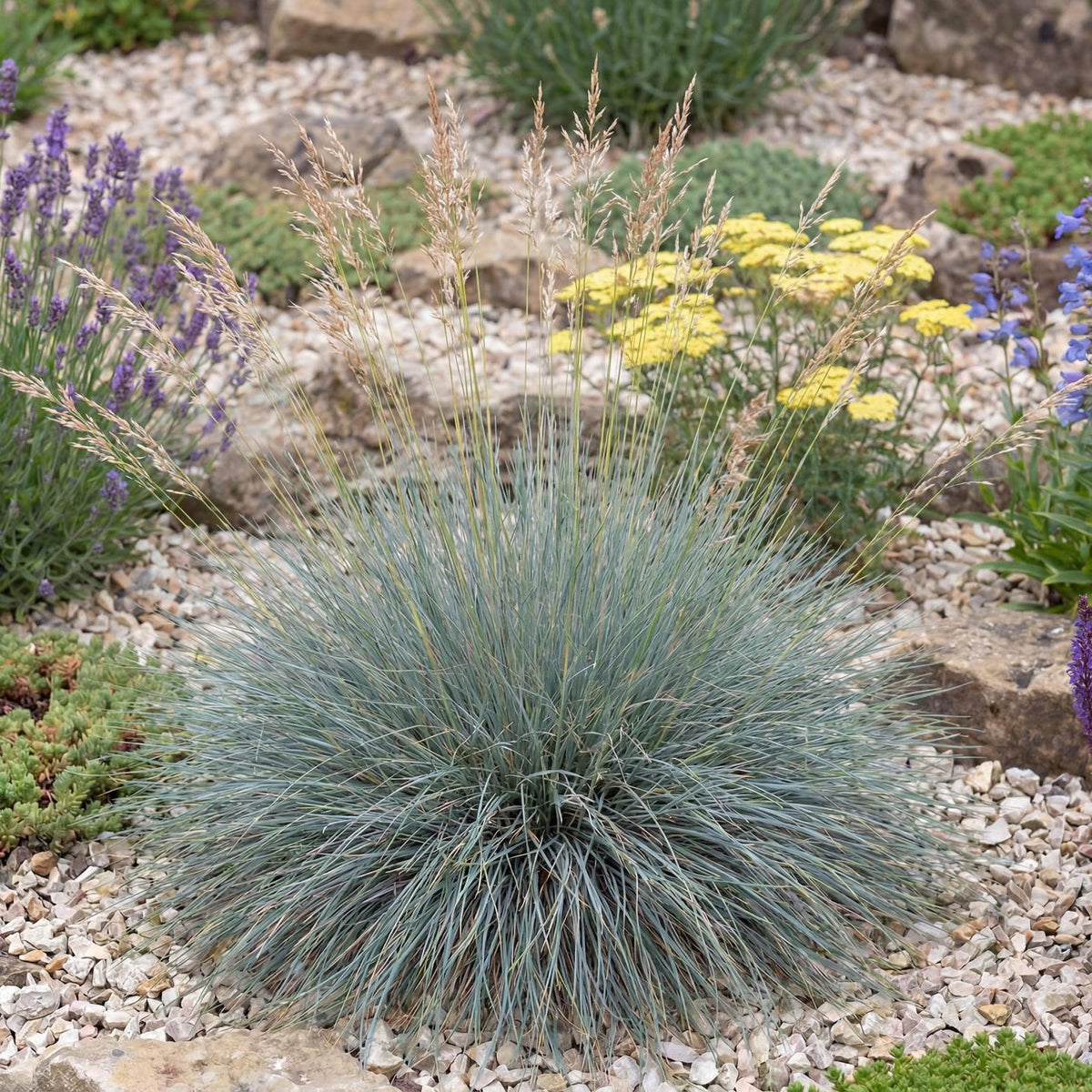 Siskiyou Blue Idaho Fescue
