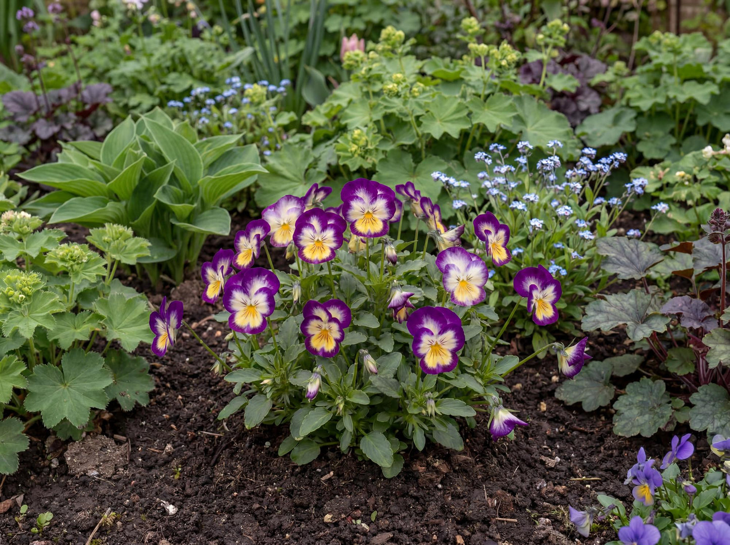 Penny Primrose Picotee Viola