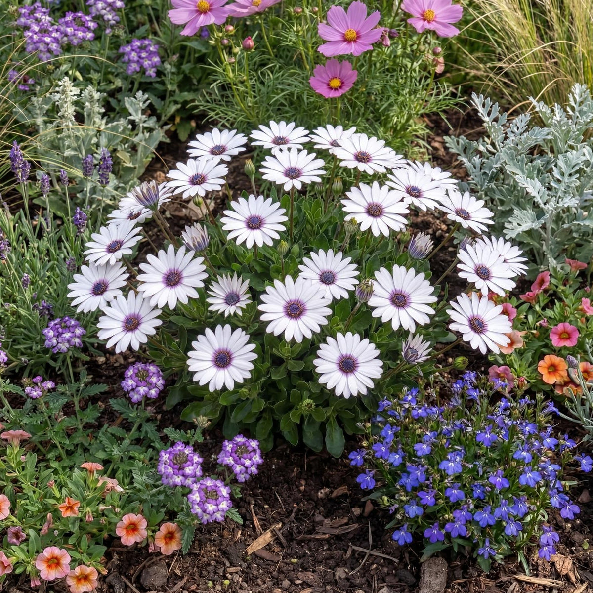 Pure White Osticade African Daisy