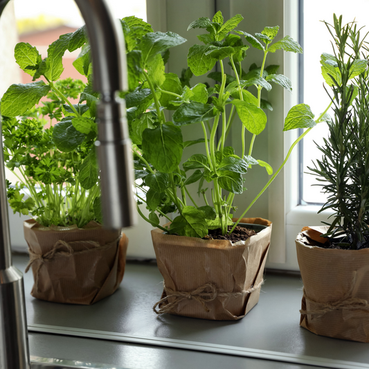 Indoor Superfood Bundle