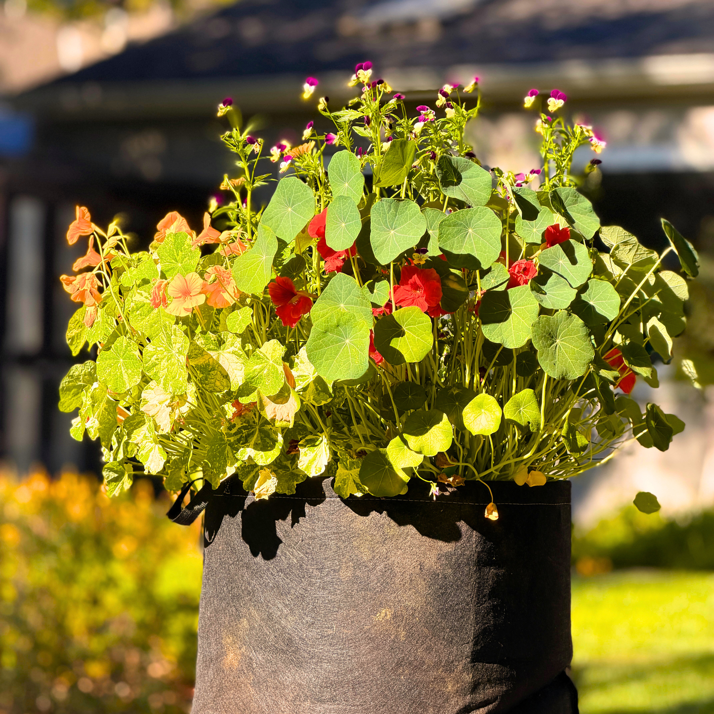 Pollinator Pot Garden Kit