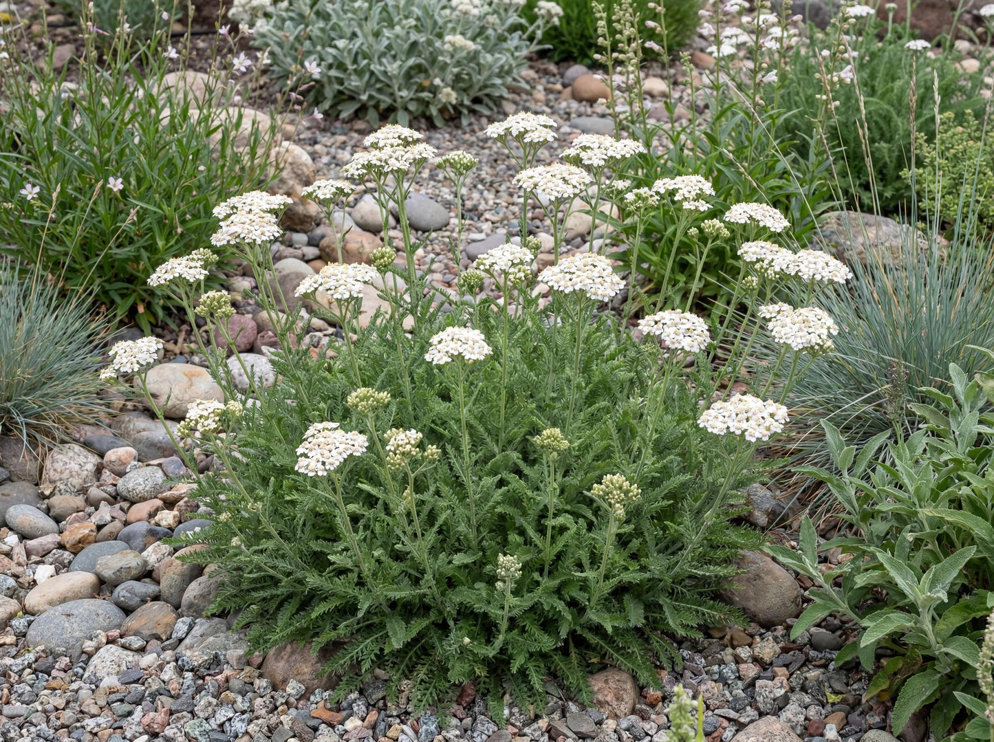 Sonoma Coast Yarrow