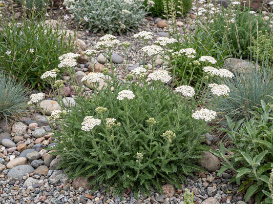 Sonoma Coast Yarrow