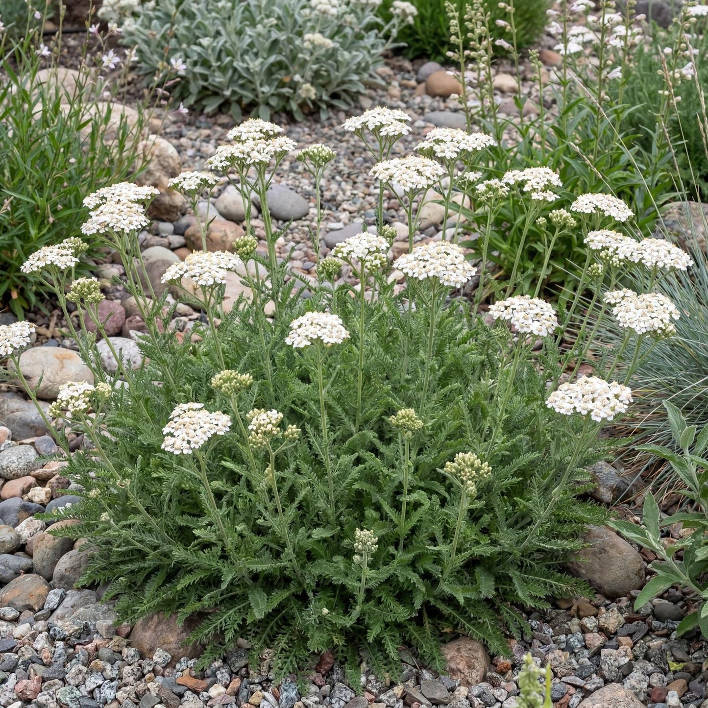 Sonoma Coast Yarrow