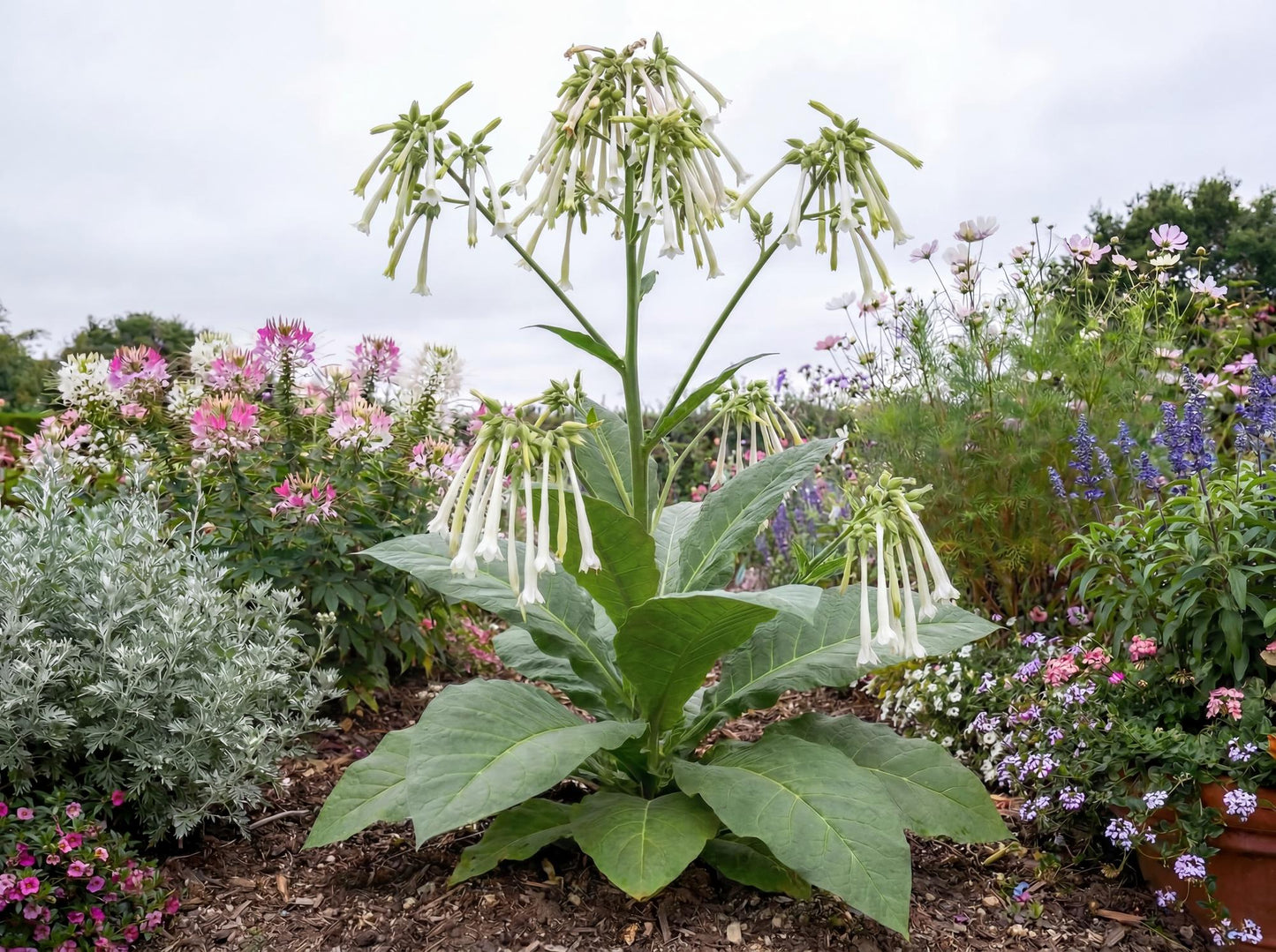Only the Lonely Flowering Tobacco