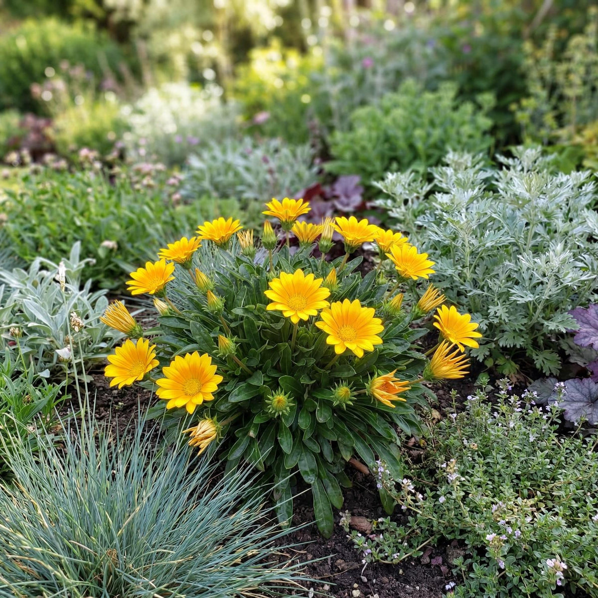 Suncarpet Treasure Flower