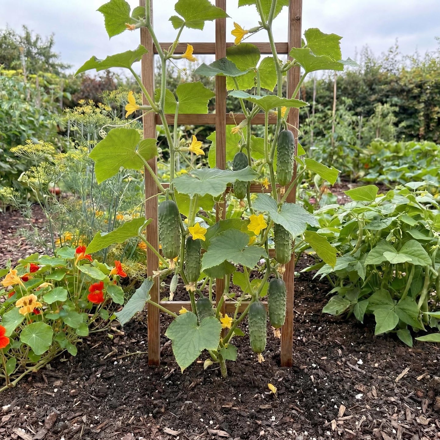 National Pickling Cucumber
