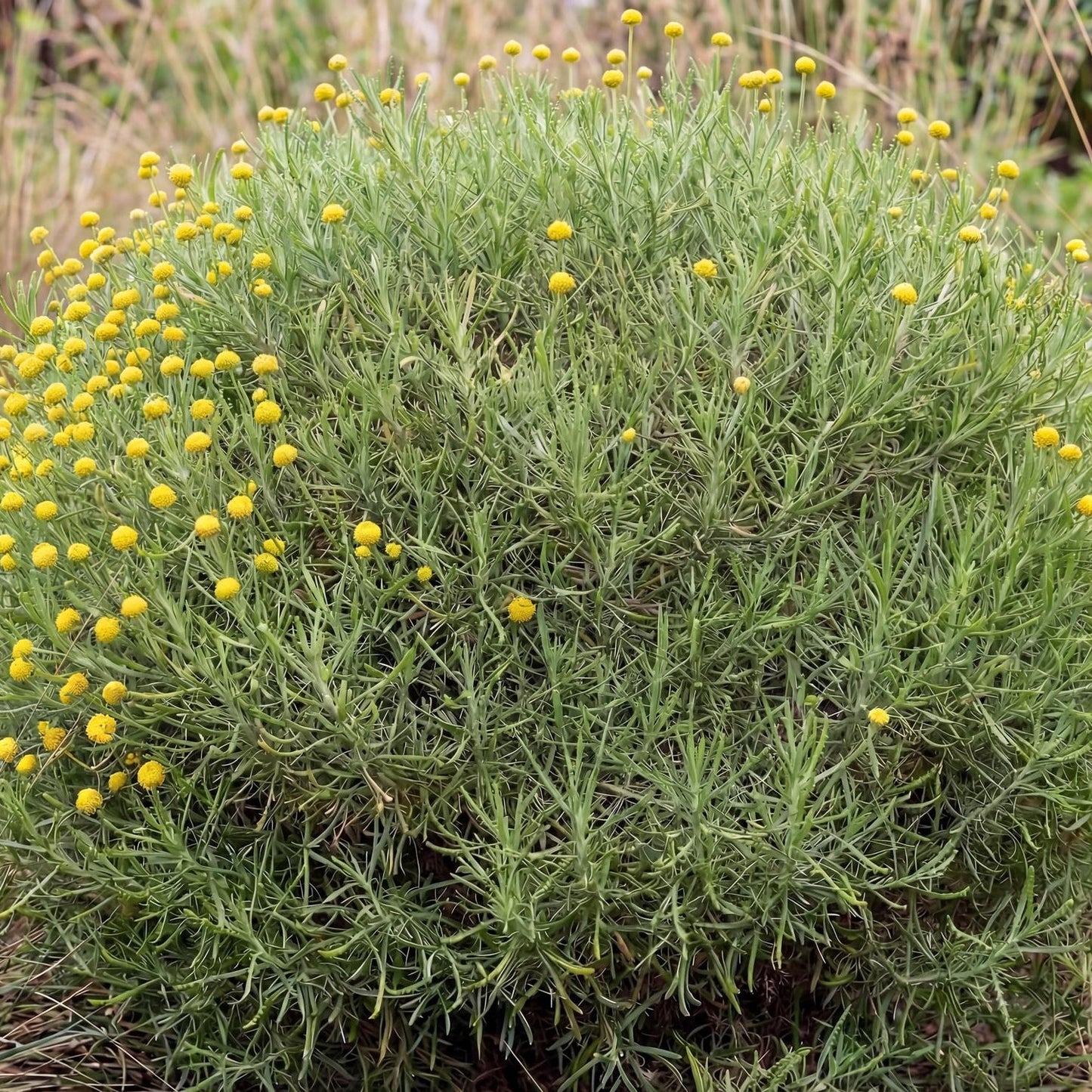 Lavender Cotton, Santolina rosmarinifolia, in a 4-inch pot, finely cut gray-green aromatic evergreen foliage