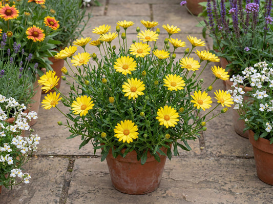 Yellow African Daisy Summersmile