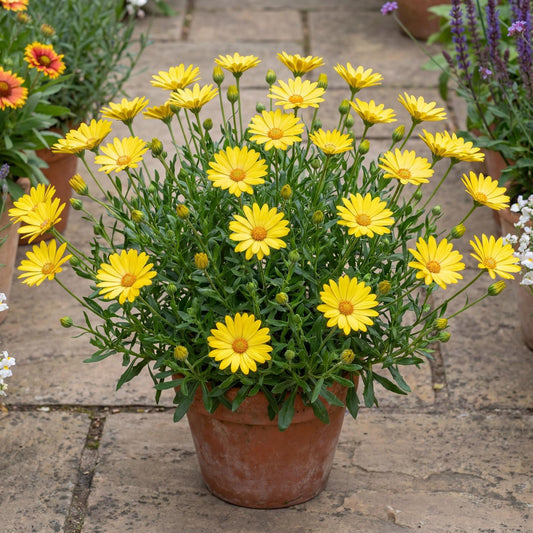 Yellow African Daisy Summersmile