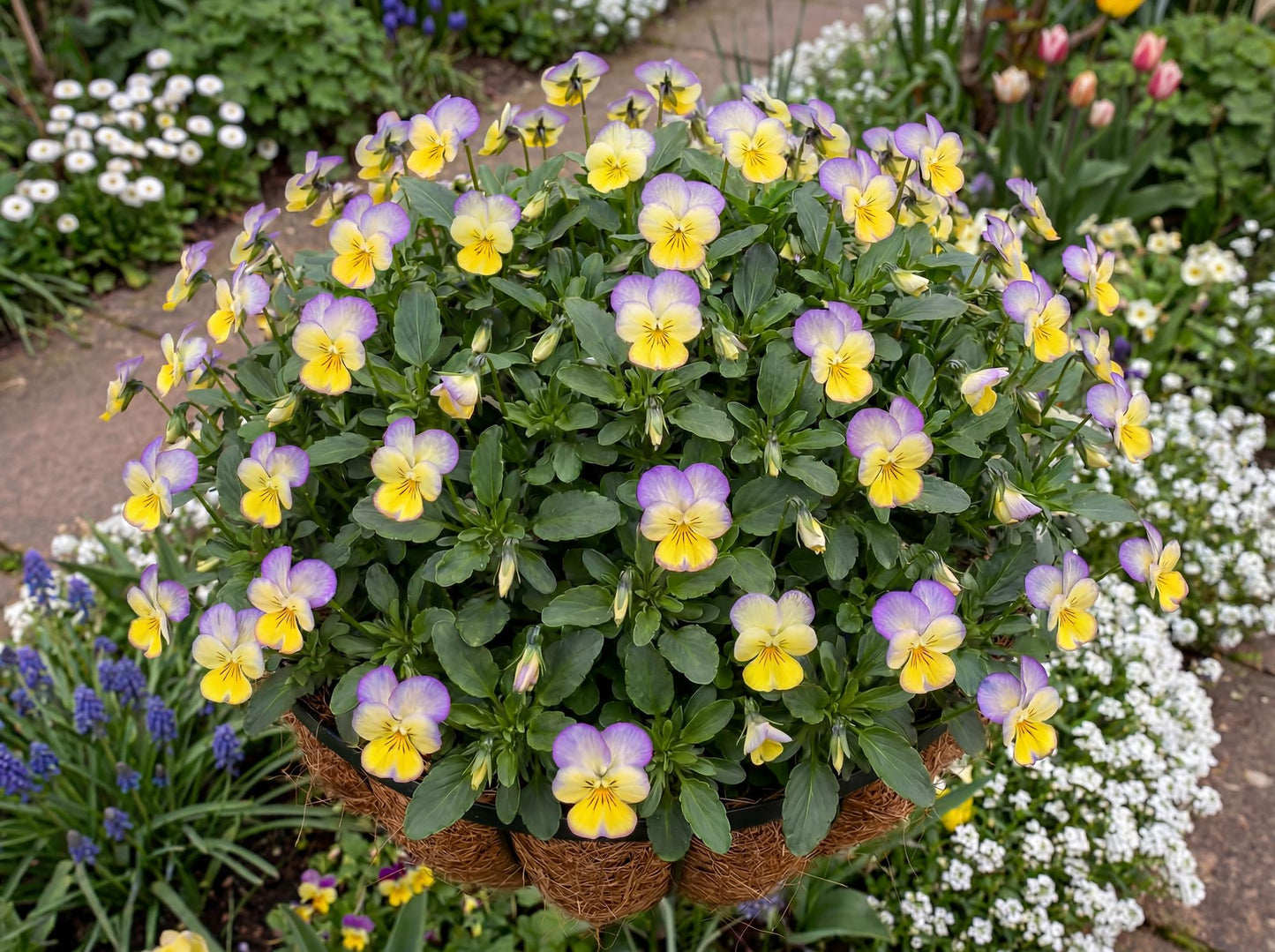 Halo Lemon Frost Viola