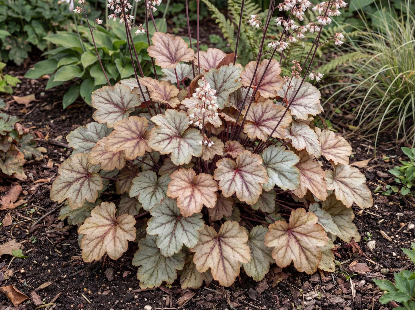 Pinot Gris Heuchera