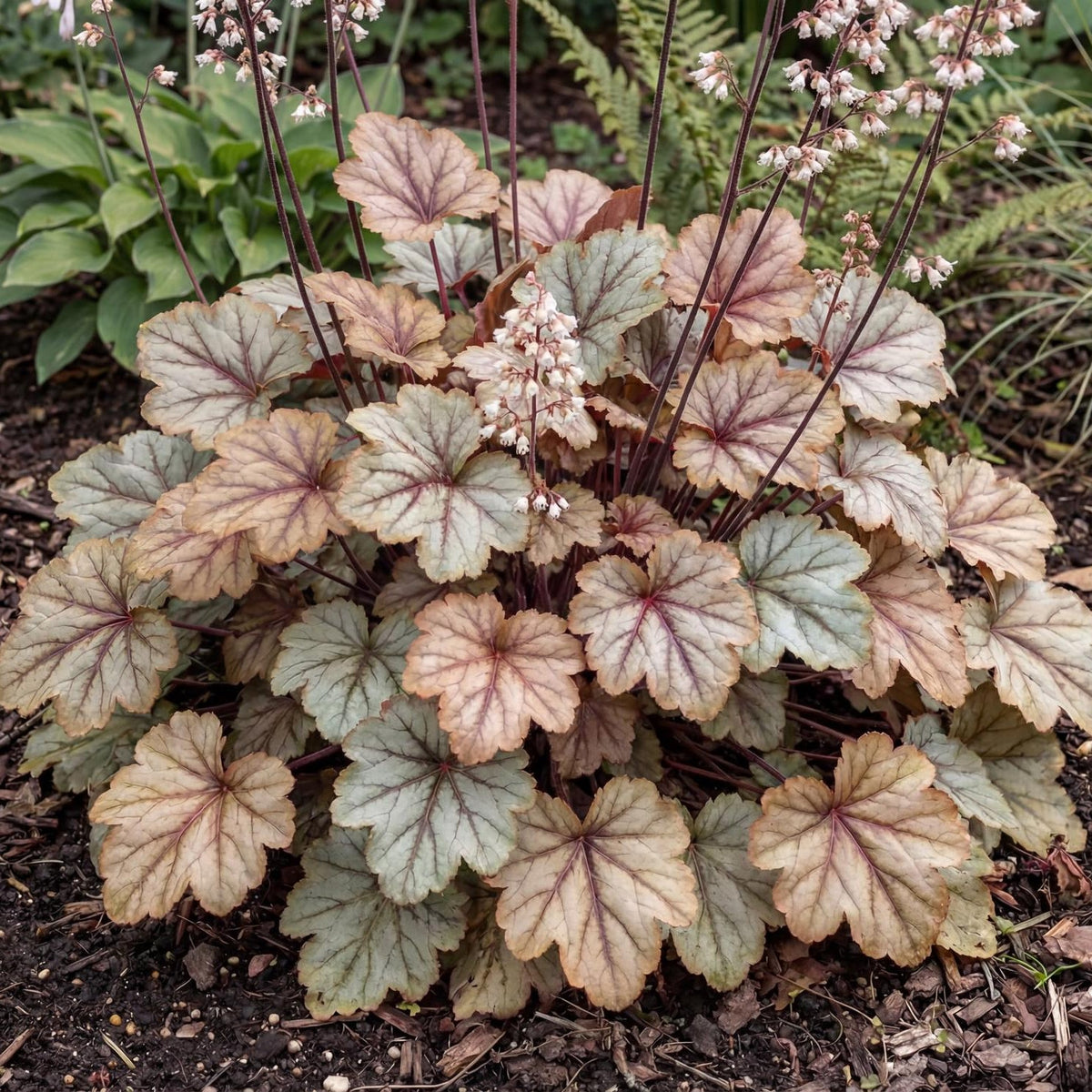 Pinot Gris Heuchera