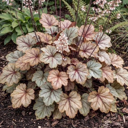Pinot Gris Heuchera
