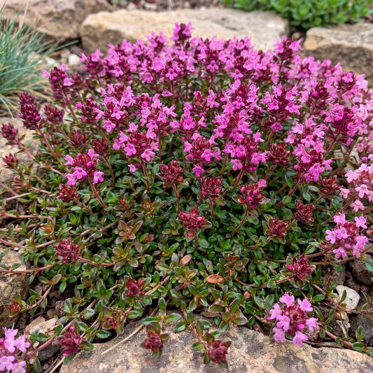Red Creeping Thyme