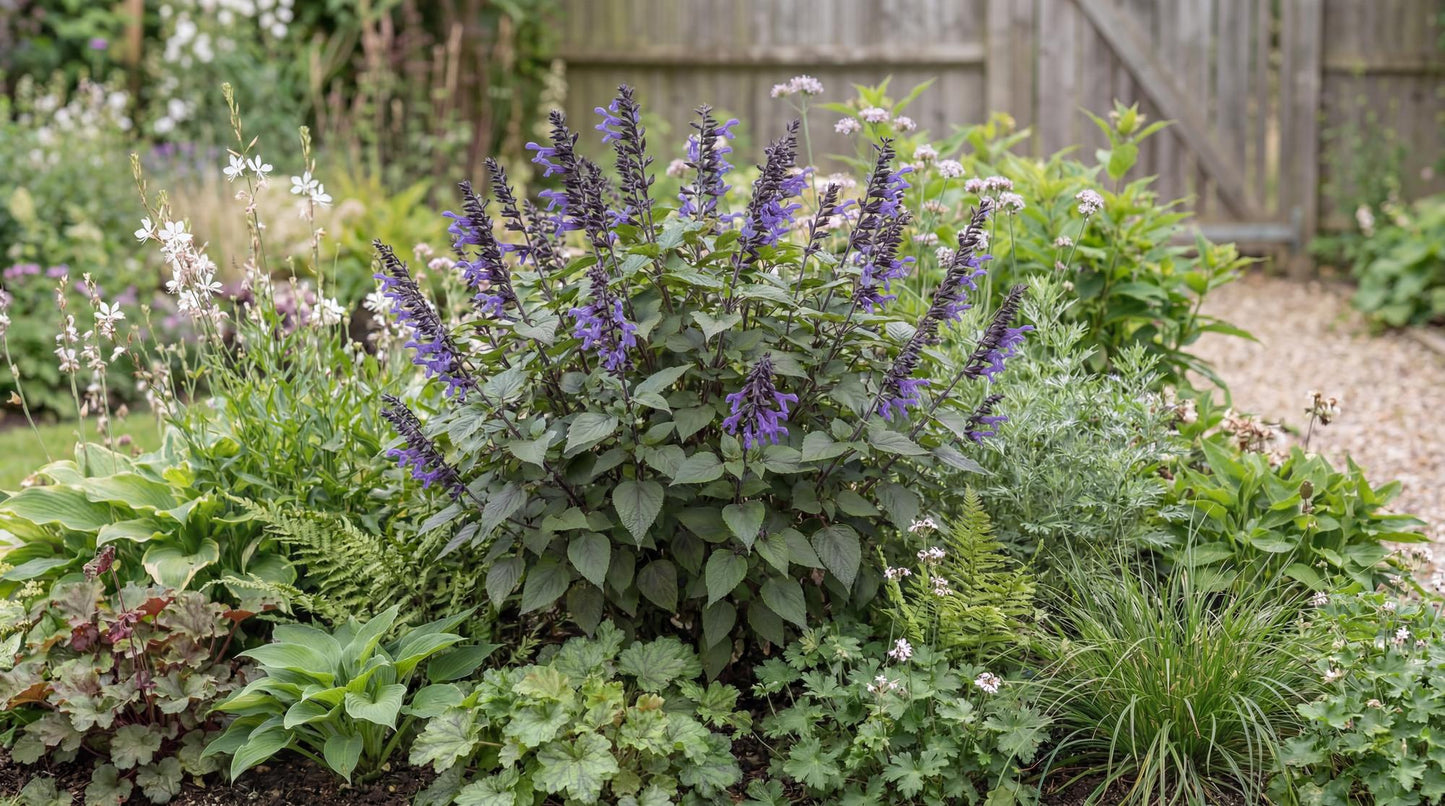 Black and Blue Anise Sage
