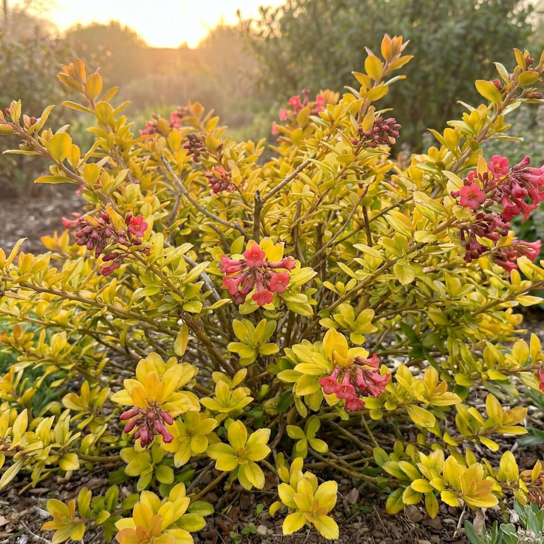 Golden Carpet Escallonia suits slope cover and container edges, adding leafy color year-round