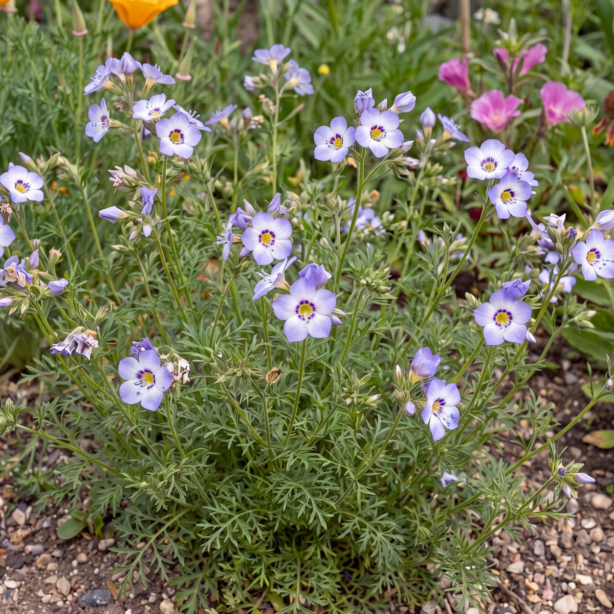 Birds Eyes, Gilia tricolor, in a 4-inch pot, a bushy green mound with blue, violet, white and yellow flowers