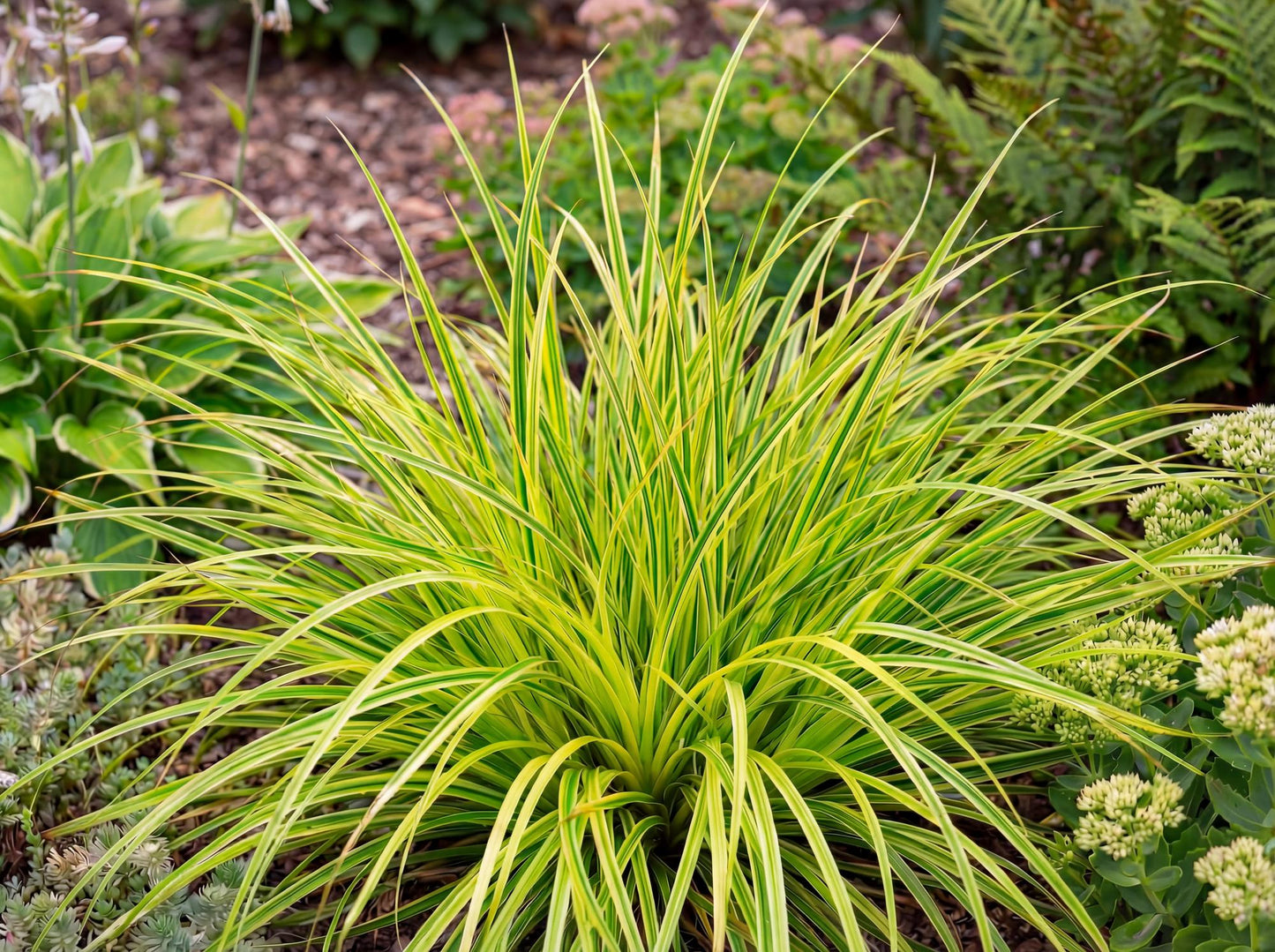 Eversheen Japanese Sedge