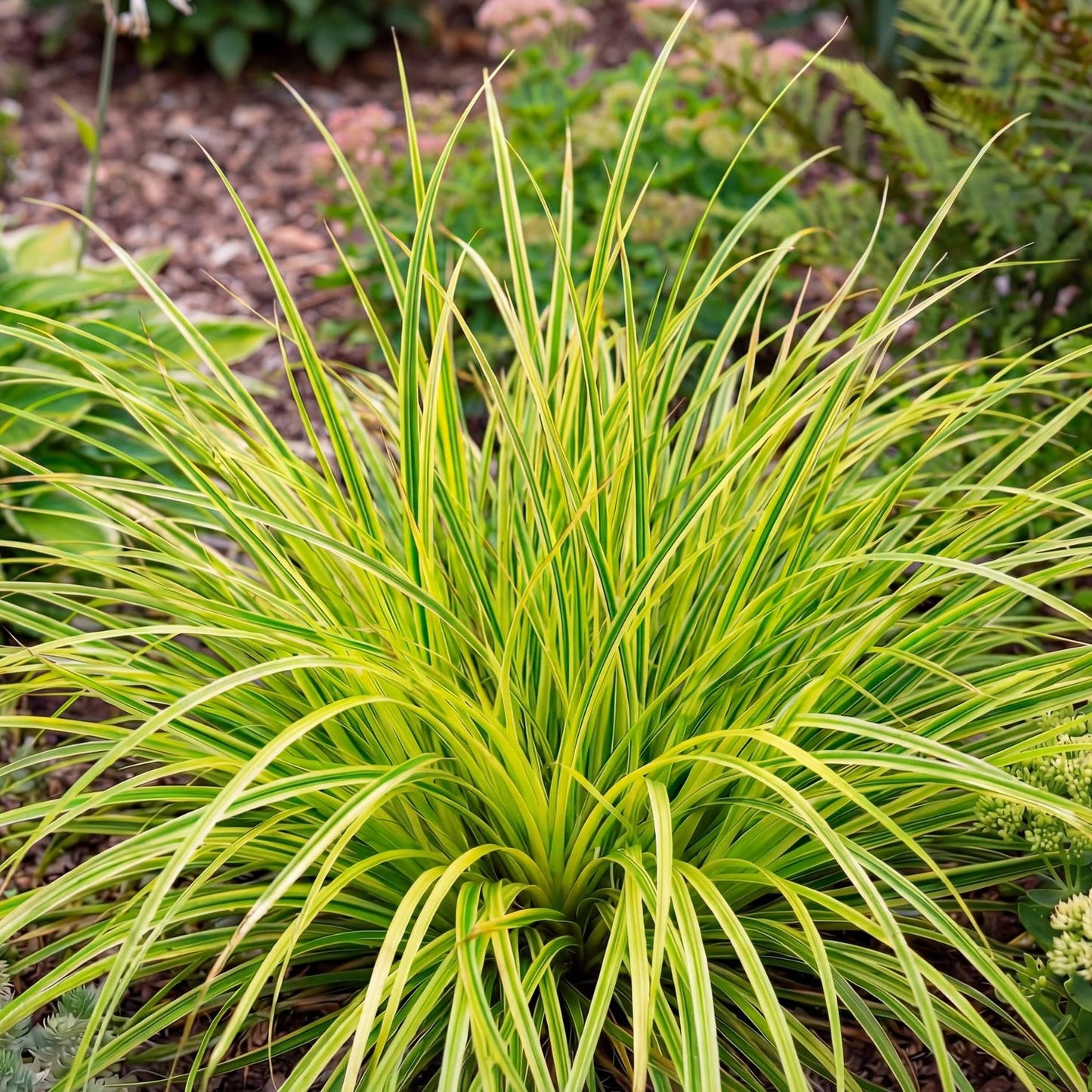 Eversheen Japanese Sedge in a 4-inch pot, with lime-green leaf centers edged deep green in a neat clump.