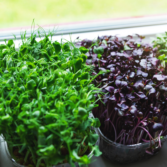 Indoor Superfood Bundle