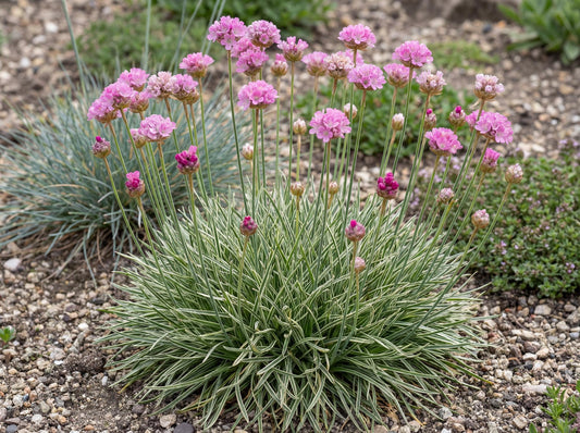 Nifty Thrifty Sea Thrift Armeria