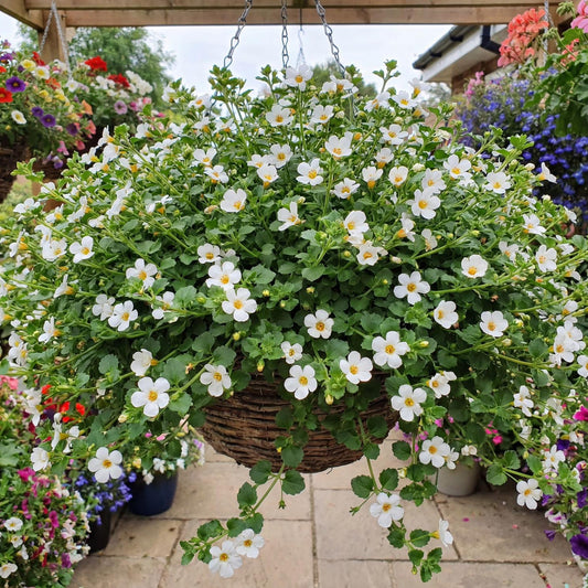 Yellow Bacopa
