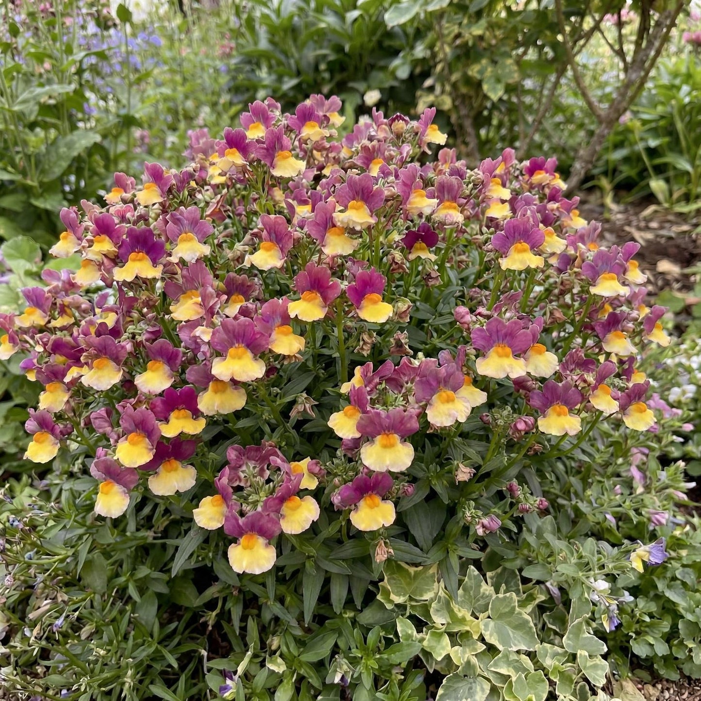 Rhubarb & Custard Aroma Nemesia