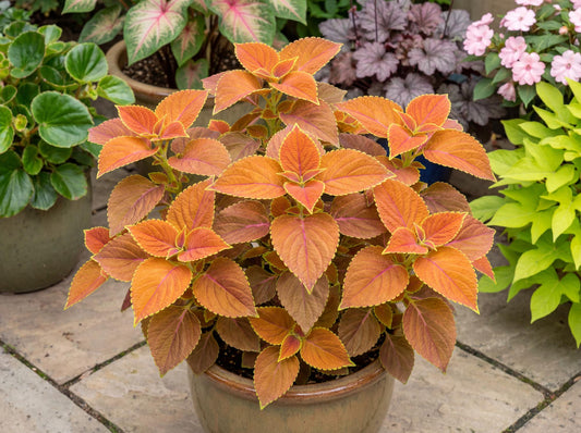 Rustic Orange Coleus