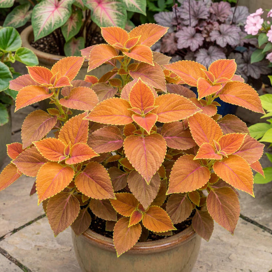 Rustic Orange Coleus